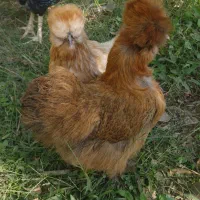 مرغ ابریشمی اصلی|حیوانات مزرعه|شهریار, شهریار|دیوار