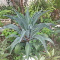 فروش ۲ عدد گل آگاوه و ۲ عدد بابا آدم