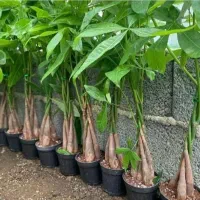 گلهای اپارتمانی