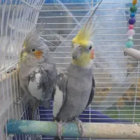 عروس هلندی به شرط جفت و تخم گذاری|پرنده|نسیمشهر, |دیوار