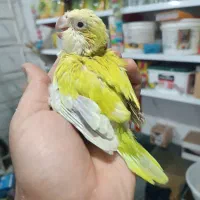 راهب خورشیدی ناندی کانور گرینچیک جوجه سرلاکی