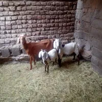 بز دقلوزا با دوتا کهره نر|حیوانات مزرعه|بم, |دیوار