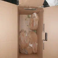 خرگوش|موش و خرگوش|نجفآباد, صالح آباد|دیوار