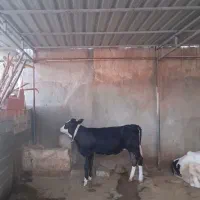 گوساله