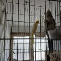 یه جفت طوطی عروس هلندی با ۲تا جوجه