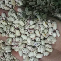 لوبیا چیتی همدان