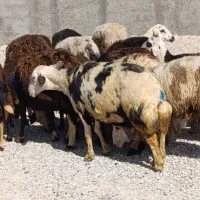 فروش ۱۵ راس میش بره پلنگی