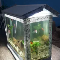 اکواریوم باماهی گیاهخوار