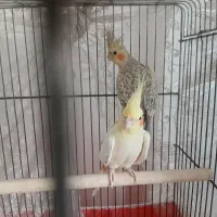 دو عدد عروس هلندی بسیار زیبا و سالم|پرنده|مشهد, فتح المبین|دیوار