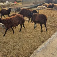 فروش گوسفند بره و میش