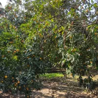 نارنگی محلی