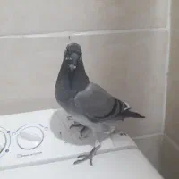 پلاکی|پرنده|مسجد سلیمان, |دیوار