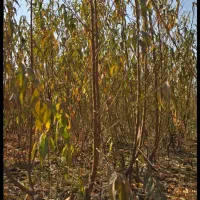 نهال هلو سالم و پربار مناسب کاشت باغ و باغچه