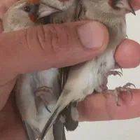 سهره ماده|پرنده|بجنورد, |دیوار