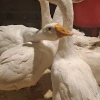 غاز اوکراینی