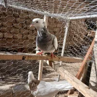 کبوتر طوقی|پرنده|باغ بهادران, |دیوار