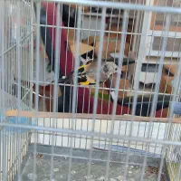 جوجه سهره نر تظمینی