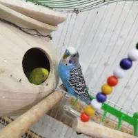 مرغ عشق جفت|پرنده|سراوان, |دیوار