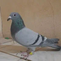 کبوتر سبز نر