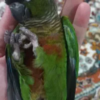 پرنده نژاد گرینچیک