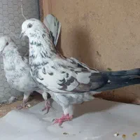 کفتر پرشی|پرنده|قم, باجک دو|دیوار