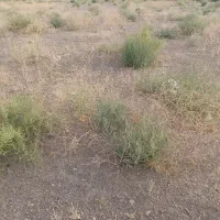 فروش چند قطعه  زمین واقع اسطور