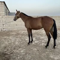 مادیون سه ساله ترکمن