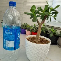 کراسولا یشم|گل و گیاه طبیعی|تبریز, |دیوار