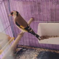 سهره سر سیاه استان فارسی|پرنده|شیراز, کوشک میدان|دیوار