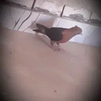 کفترکبوتر