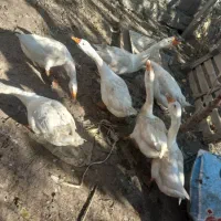 غازهای سالم و سرحال