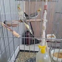 عروس هلندی جفت سالم وسرحال|پرنده|اسلامشهر, شهرک مهدیه|دیوار