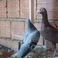 کبوتر بغدادی  اصل ماده سرخ