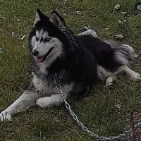 سگ هاسکی مالاموت