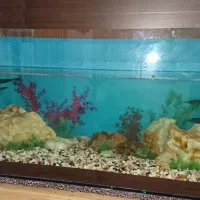 آکواریوم بزرگ شیشه ۱۰ میل