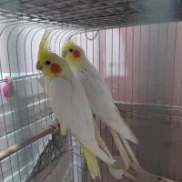 عروس هلندی