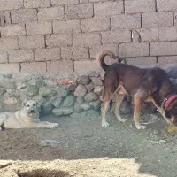 دو عدد عشق|سگ|بیرجند, |دیوار