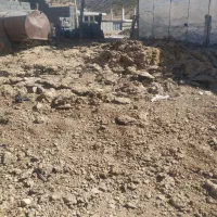 کود گاوی