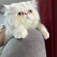 گربه نر ۵ ماهه