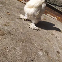 مرغ ابریشمی|حیوانات مزرعه|صحنه, |دیوار