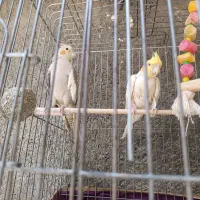 یک جفت عروس