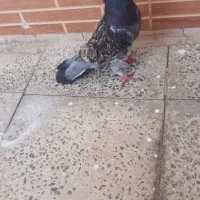 سه عدد کبوتر ساتن