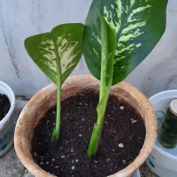 گل آپارتمانی