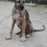 سگ سراب اصل