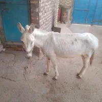 ماده خرجوان|حیوانات مزرعه|قیدار, |دیوار