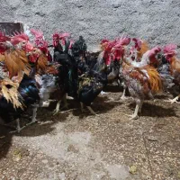 خروس محلی درشت