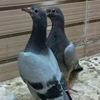 جوجه پلاکی