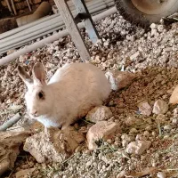 خرگوش