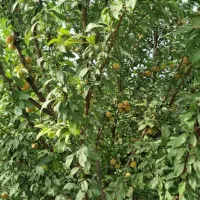 فروش-باغ-میوه