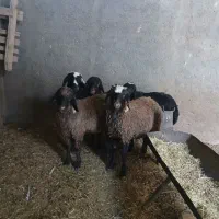 بره شال افشاری نروماده